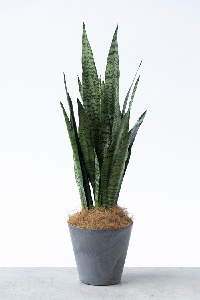 観葉植物 サンスベリア ゼラニカ（6号鉢）の写真3枚目