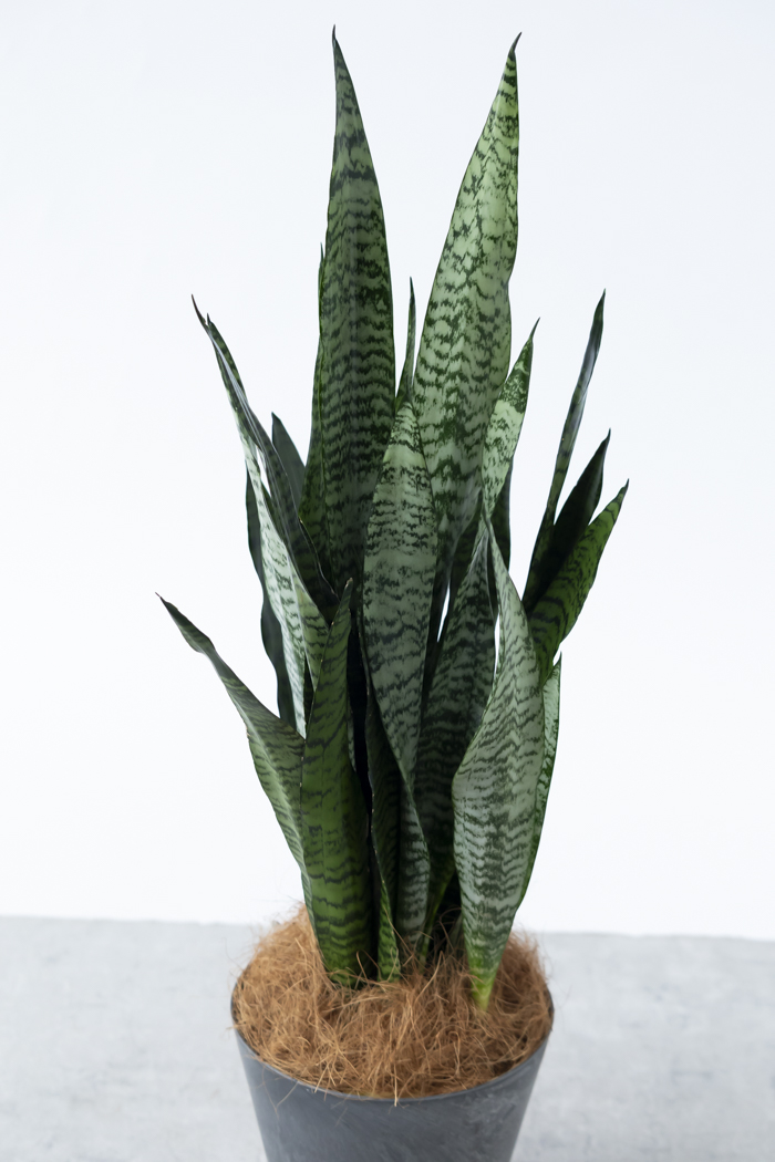 観葉植物 サンスベリア ゼラニカ（6号鉢）の写真4枚目