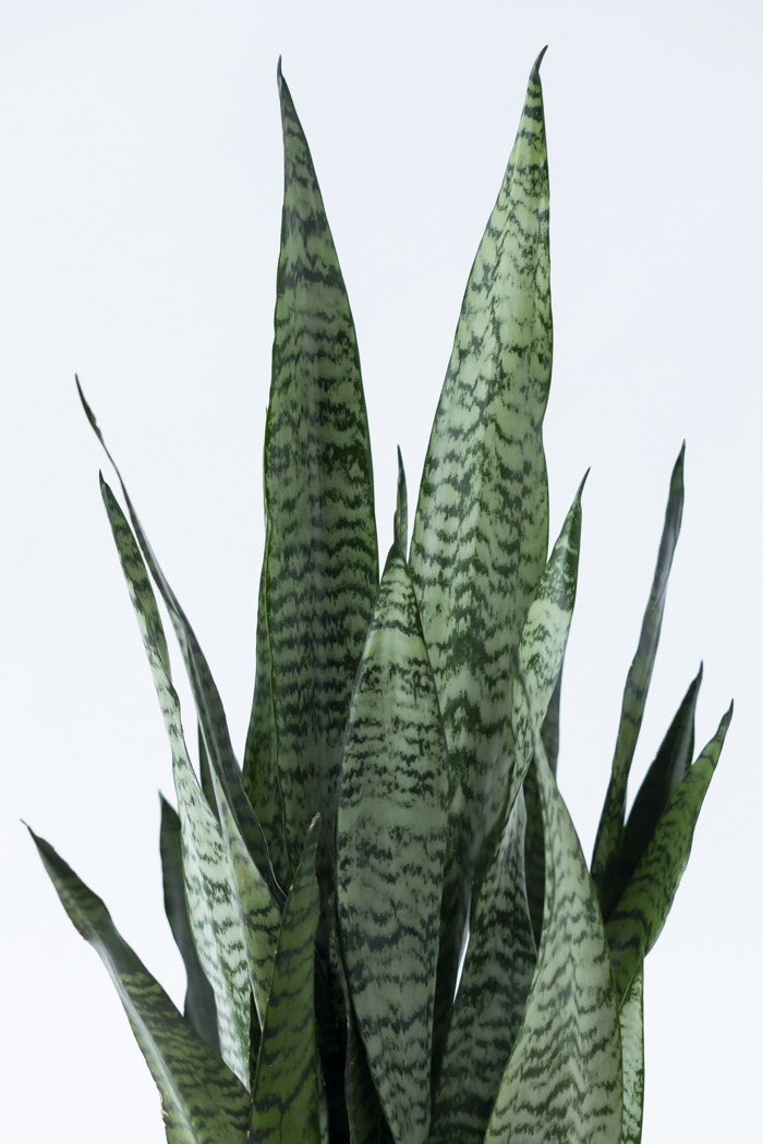 観葉植物 サンスベリア ゼラニカ（6号鉢）の写真5枚目