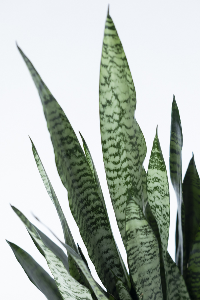 観葉植物 サンスベリア ゼラニカ（6号鉢）の写真6枚目