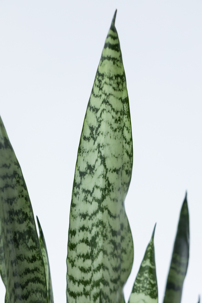 観葉植物 サンスベリア ゼラニカ（6号鉢）の写真7枚目