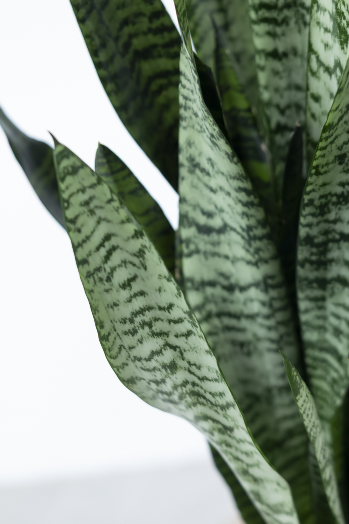 観葉植物 サンスベリア ゼラニカ（6号鉢）の写真8枚目