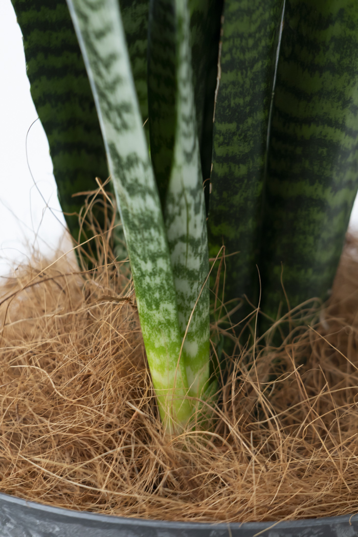 観葉植物 サンスベリア ゼラニカ（6号鉢）の写真9枚目