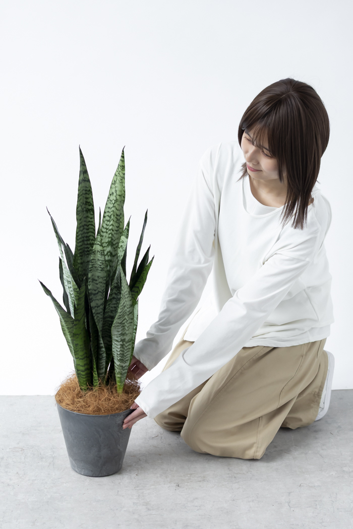 観葉植物 サンスベリア ゼラニカ（6号鉢）｜HanaPrime（ハナプライム）