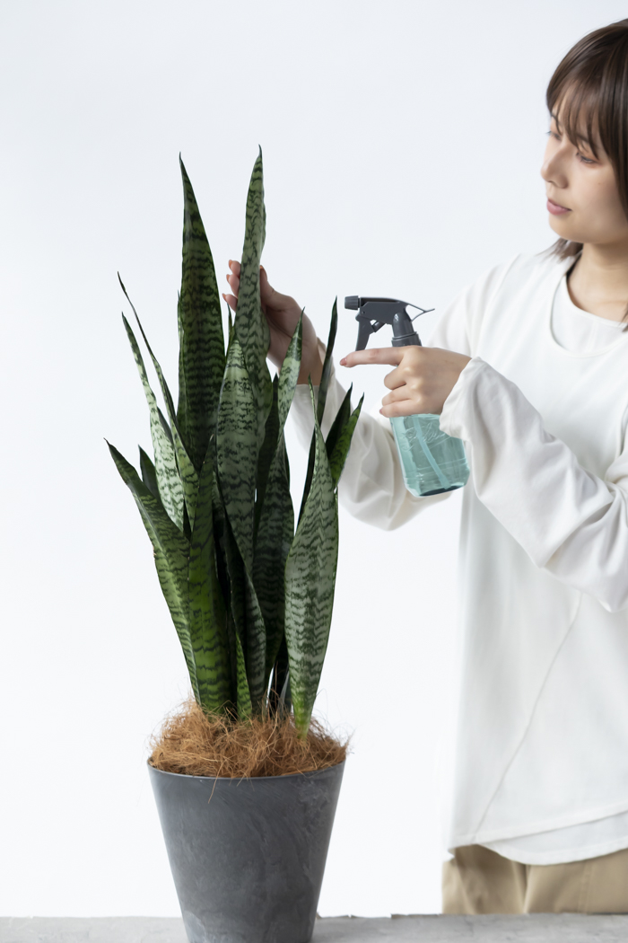 観葉植物 サンスベリア ゼラニカ（6号鉢）の写真12枚目