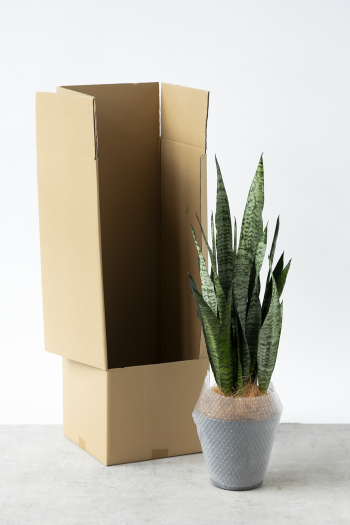 観葉植物 サンスベリア ゼラニカ（6号鉢）の写真13枚目