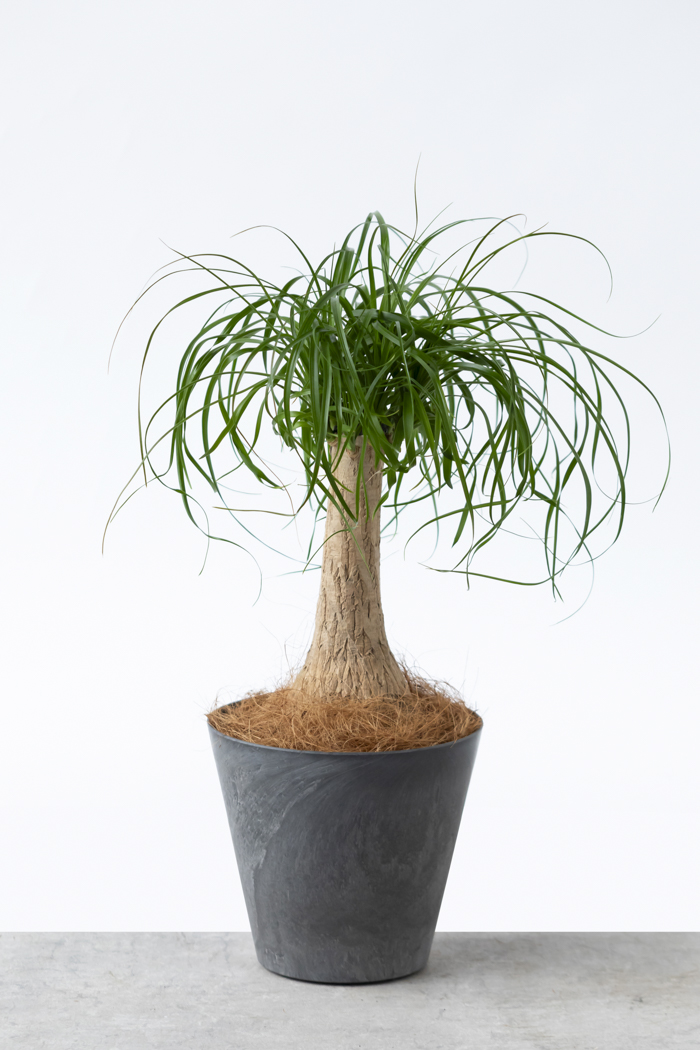 観葉植物 トックリラン ポニーテール（6号鉢）