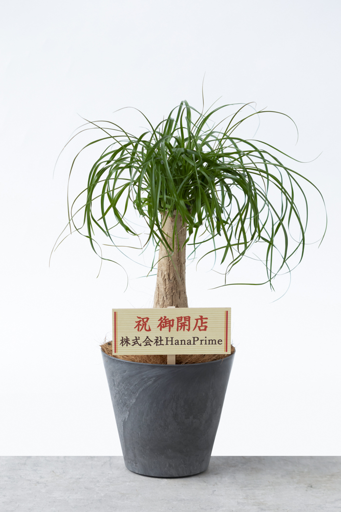 観葉植物 トックリラン ポニーテール（6号鉢）