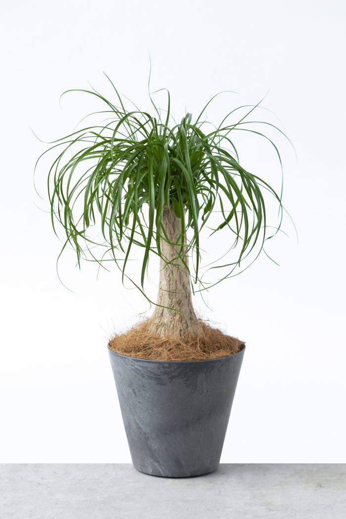 観葉植物 トックリラン ポニーテール（6号鉢）｜HanaPrime（ハナプライム）