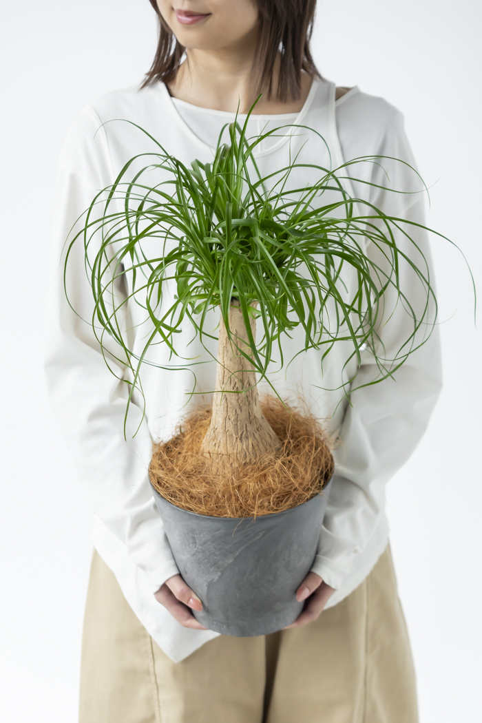 観葉植物 トックリラン ポニーテール（6号鉢）の写真4枚目