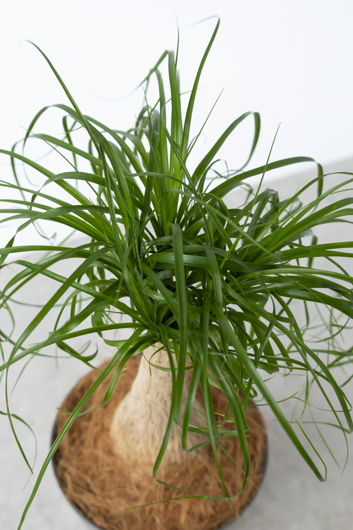 観葉植物 トックリラン ポニーテール（6号鉢）の写真5枚目