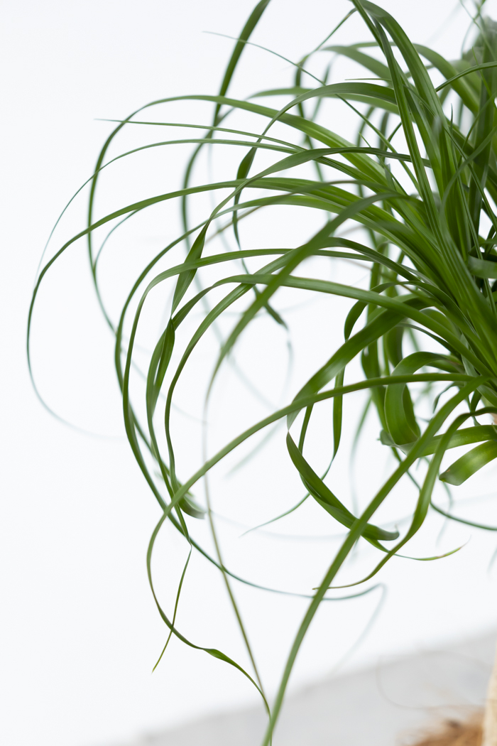 観葉植物 トックリラン ポニーテール（6号鉢）の写真6枚目