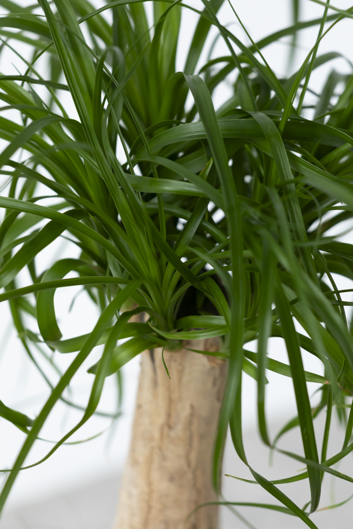 観葉植物 トックリラン ポニーテール（6号鉢）の写真7枚目