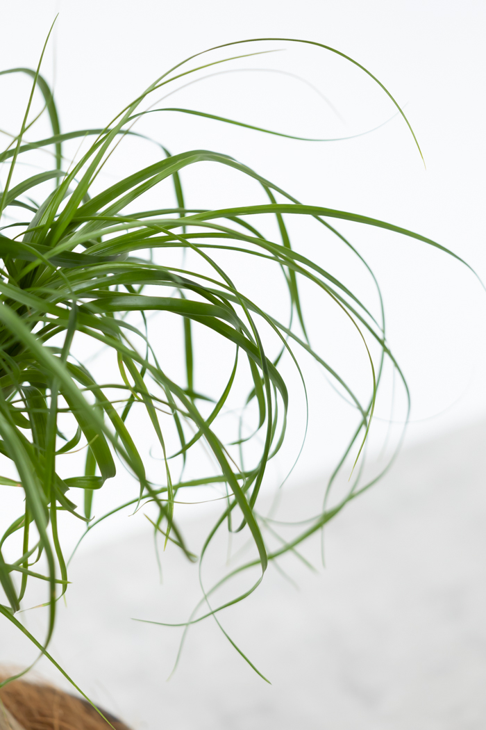 観葉植物 トックリラン ポニーテール（6号鉢）｜HanaPrime（ハナプライム）