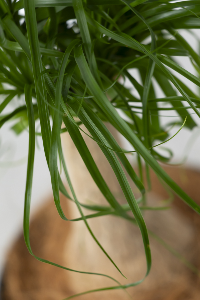 観葉植物 トックリラン ポニーテール（6号鉢）の写真9枚目