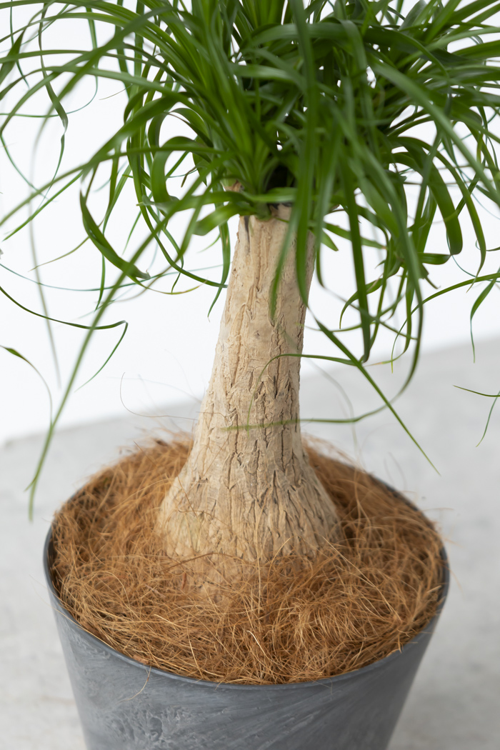 観葉植物 トックリラン ポニーテール（6号鉢）の写真10枚目