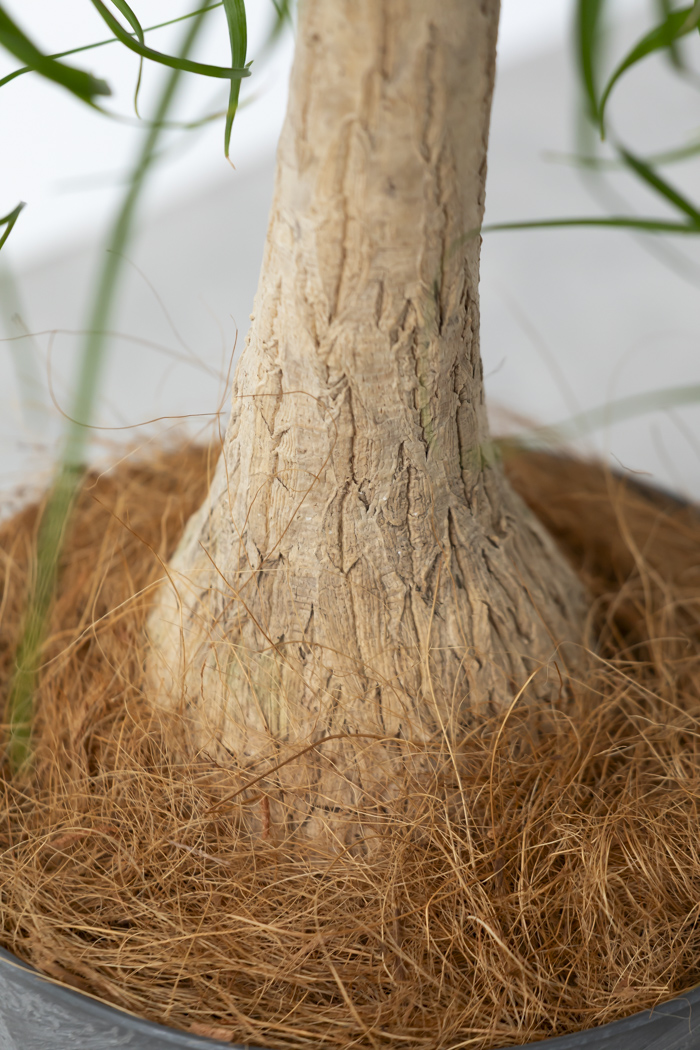 観葉植物 トックリラン ポニーテール（6号鉢）の写真11枚目