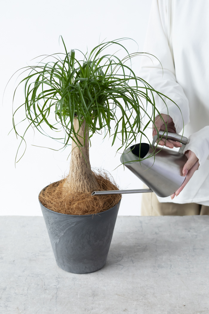 観葉植物 トックリラン ポニーテール（6号鉢）の写真12枚目