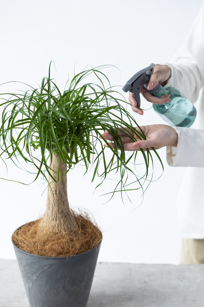 観葉植物 トックリラン ポニーテール（6号鉢）の写真13枚目