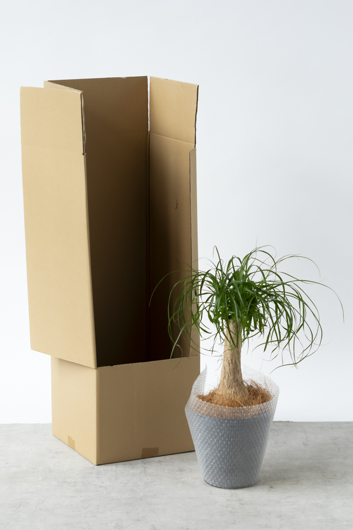 観葉植物 トックリラン ポニーテール（6号鉢）｜HanaPrime（ハナプライム）