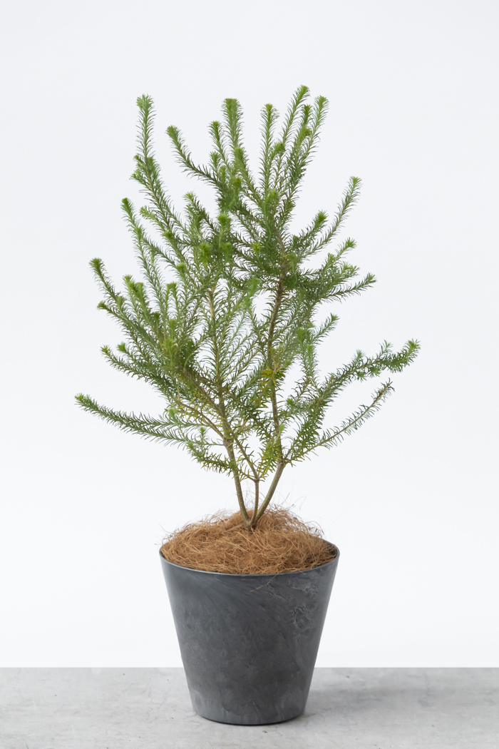 観葉植物 ヒース バンクシア（6号鉢）