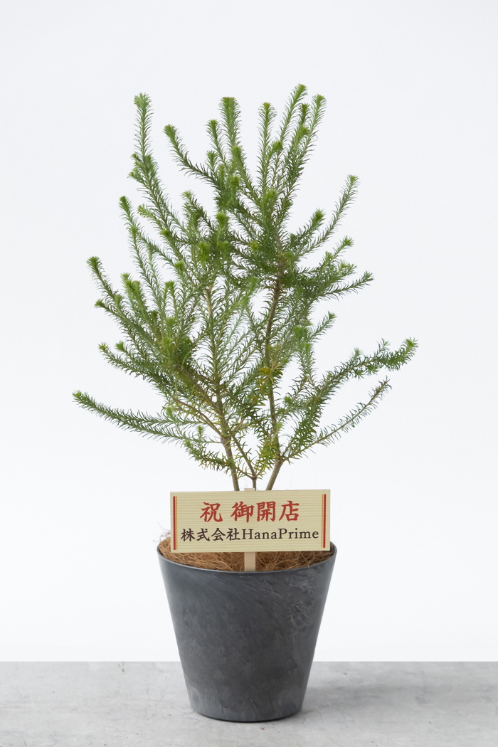 観葉植物 ヒース バンクシア（6号鉢）