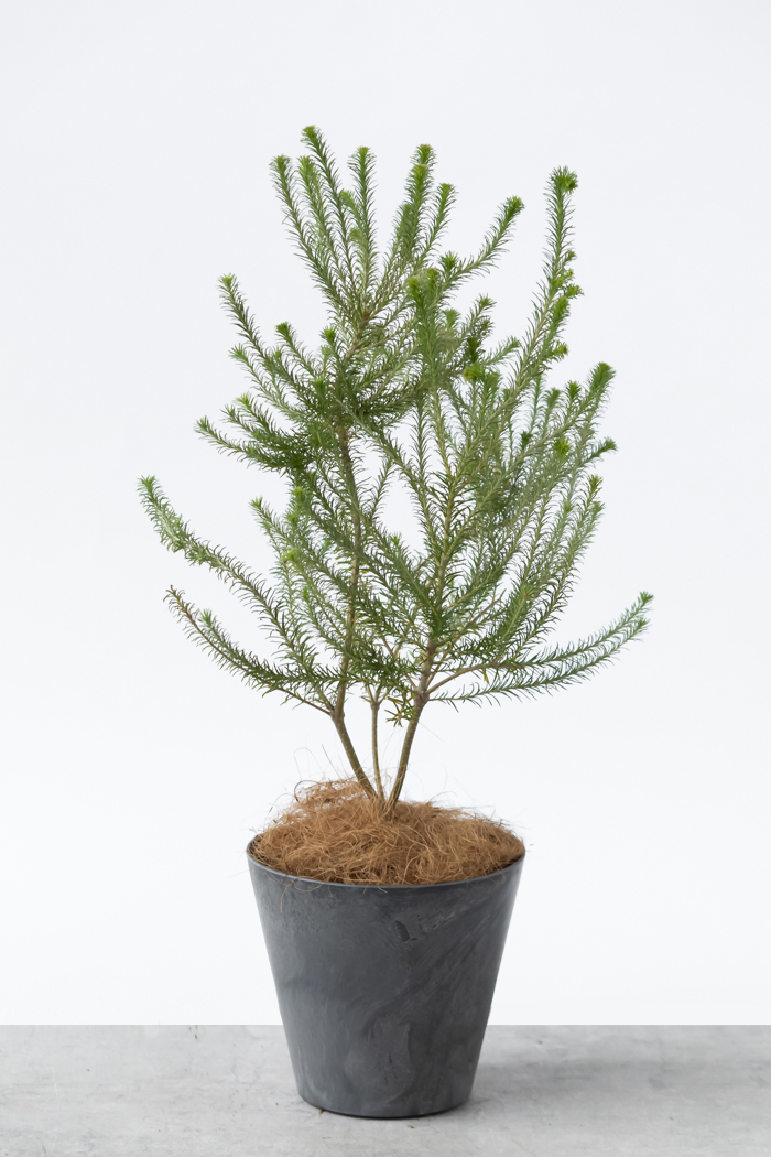 観葉植物 ヒース バンクシア（6号鉢）の写真3枚目