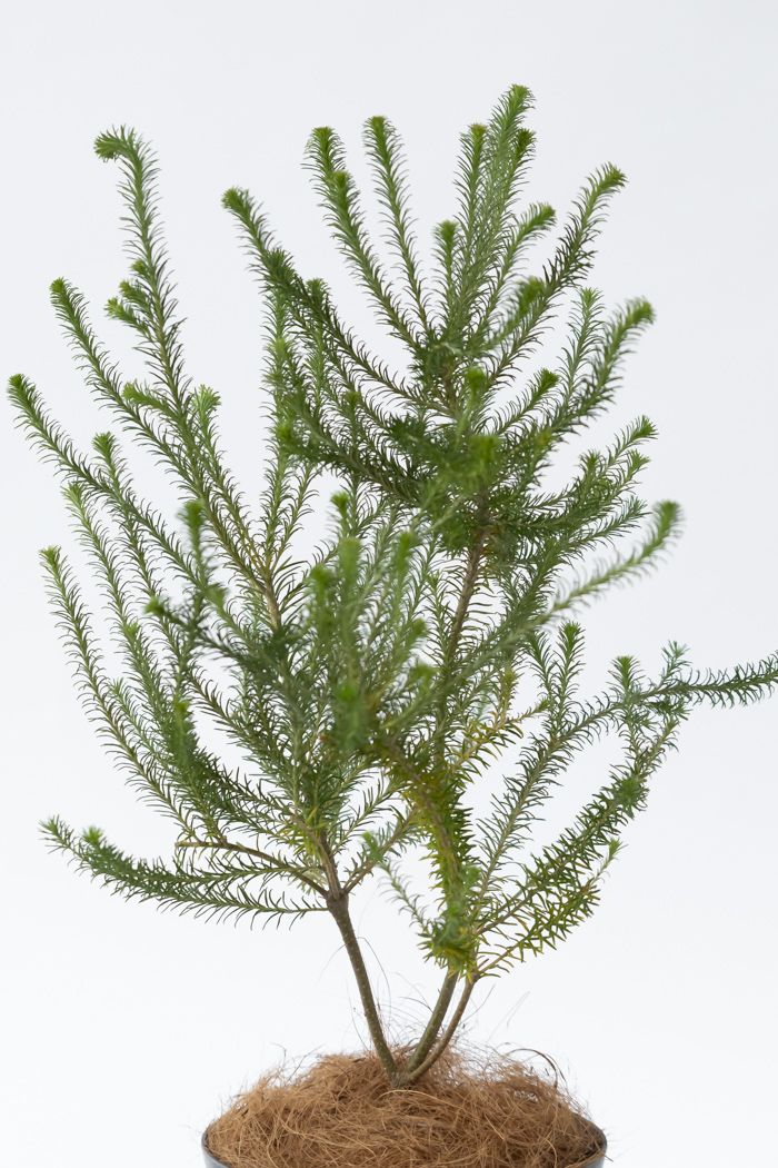 観葉植物 ヒース バンクシア（6号鉢）の写真4枚目