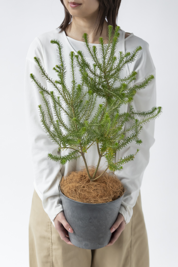 観葉植物 ヒース バンクシア（6号鉢）の写真5枚目