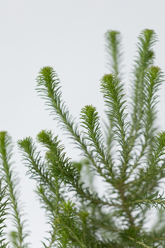 観葉植物 ヒース バンクシア（6号鉢）の写真6枚目