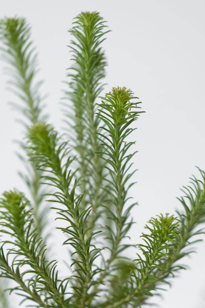 観葉植物 ヒース バンクシア（6号鉢）の写真7枚目