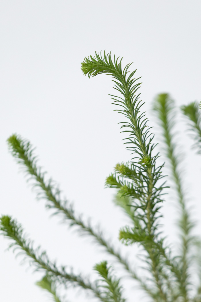 観葉植物 ヒース バンクシア（6号鉢）の写真8枚目