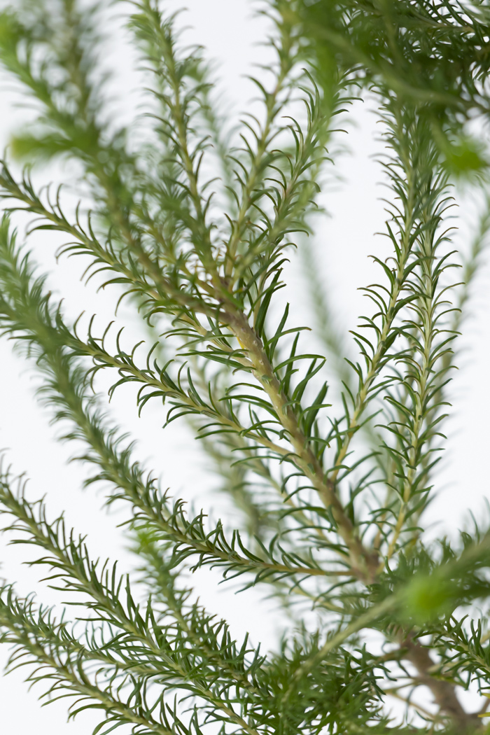 観葉植物 ヒース バンクシア（6号鉢）の写真9枚目