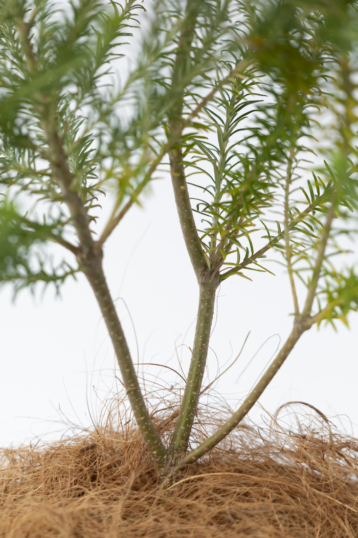 観葉植物 ヒース バンクシア（6号鉢）の写真10枚目