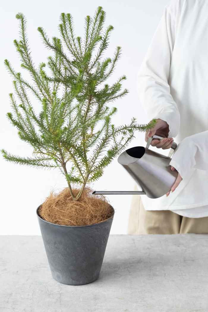 イワオ◇ヒースバンクシア　鉢植え イワオ様専用◇ヒースバンクシア 鉢植え