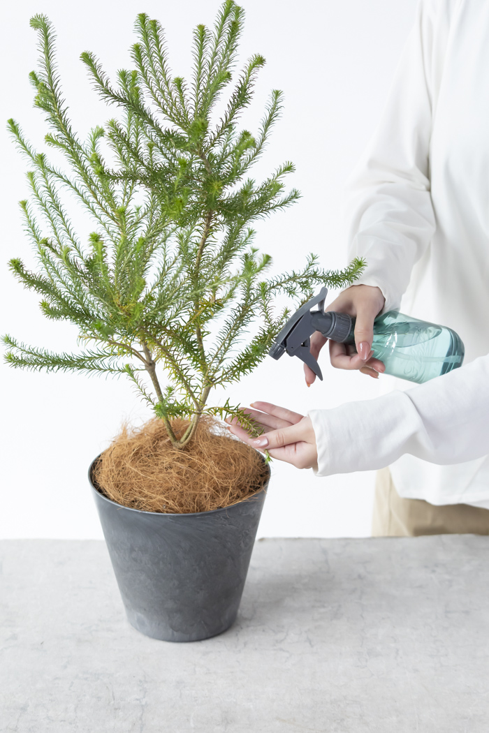 観葉植物 ヒース バンクシア（6号鉢）の写真12枚目