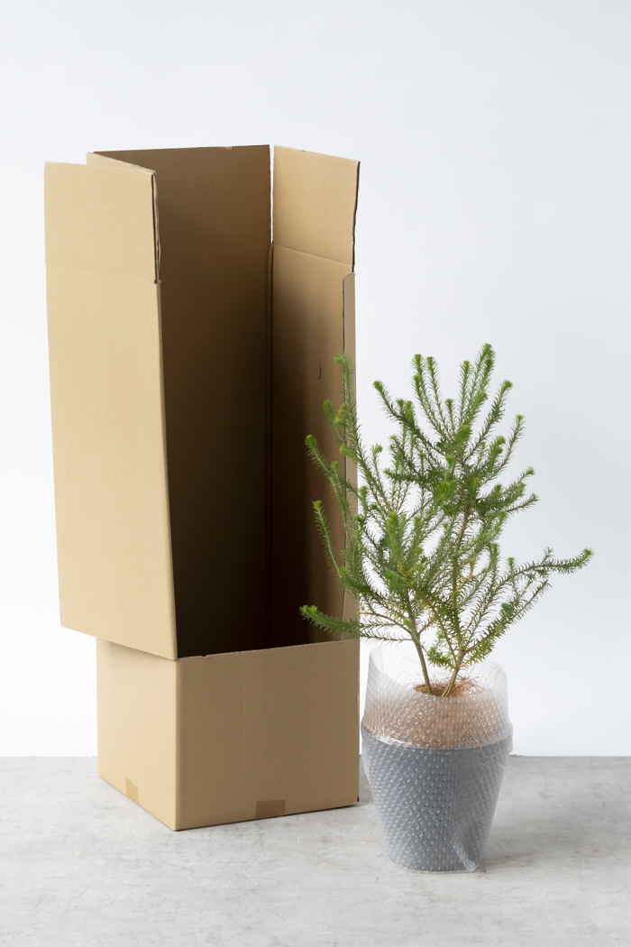 観葉植物 ヒース バンクシア（6号鉢）の写真13枚目