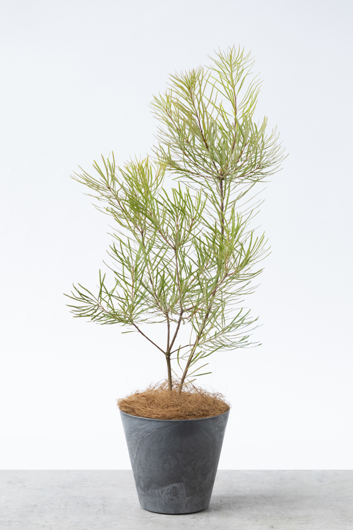 観葉植物 バンクシア ヘアピン（6号鉢）