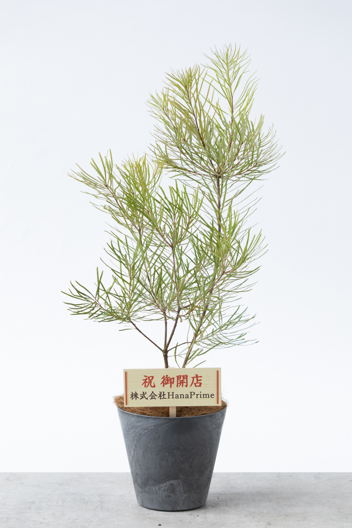 観葉植物 バンクシア ヘアピン（6号鉢）
