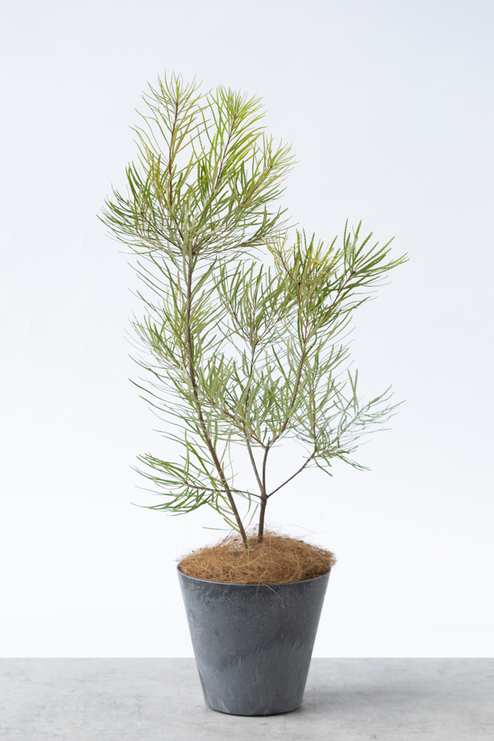 観葉植物 バンクシア ヘアピン（6号鉢）｜HanaPrime（ハナプライム）