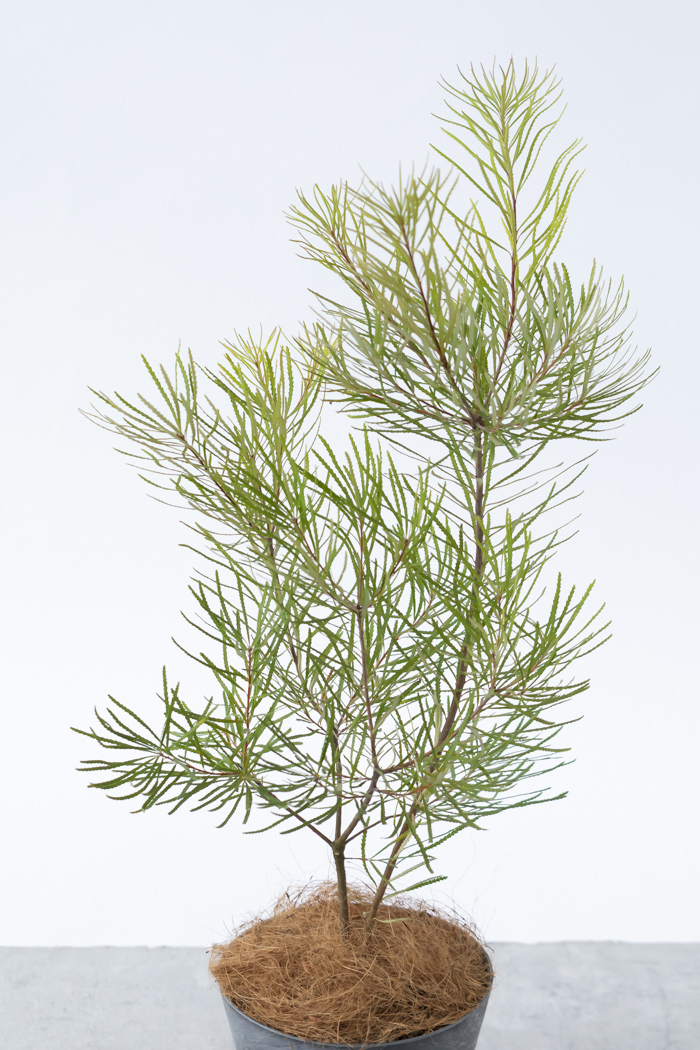 観葉植物 バンクシア ヘアピン（6号鉢）｜HanaPrime（ハナプライム）