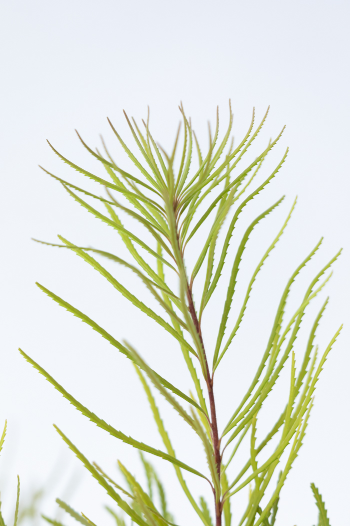 観葉植物 バンクシア ヘアピン(6号鉢)の写真5枚目