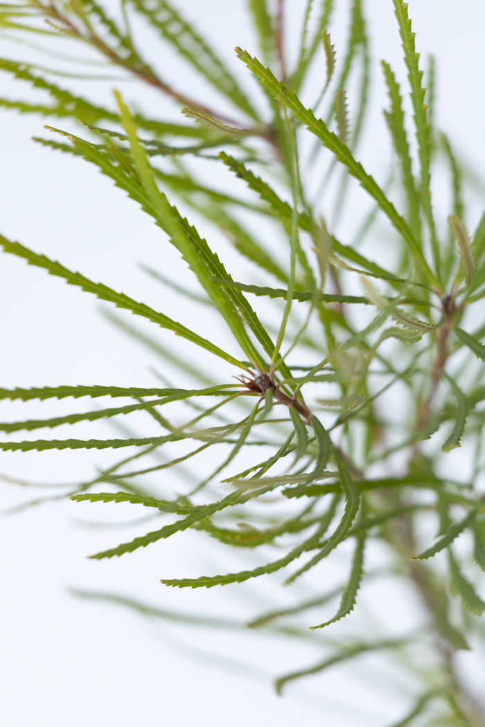 観葉植物 バンクシア ヘアピン（6号鉢）の写真6枚目