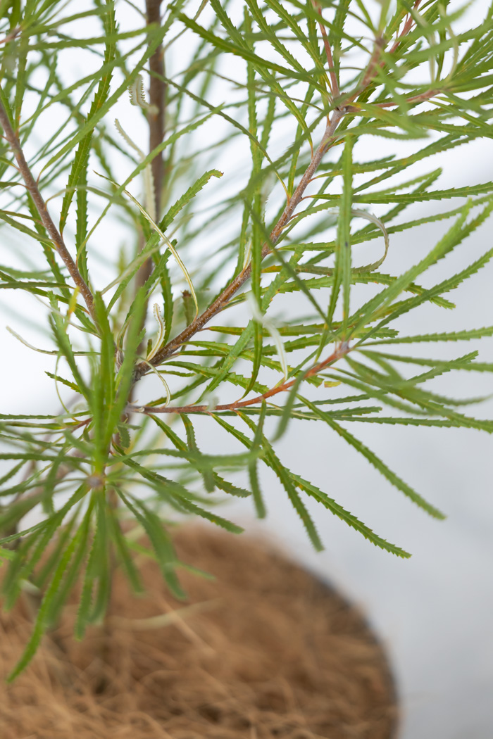 観葉植物 バンクシア ヘアピン(6号鉢)の写真7枚目