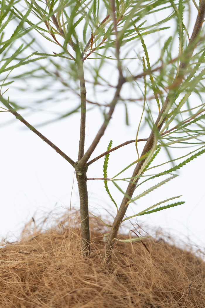 観葉植物 バンクシア ヘアピン(6号鉢)の写真8枚目