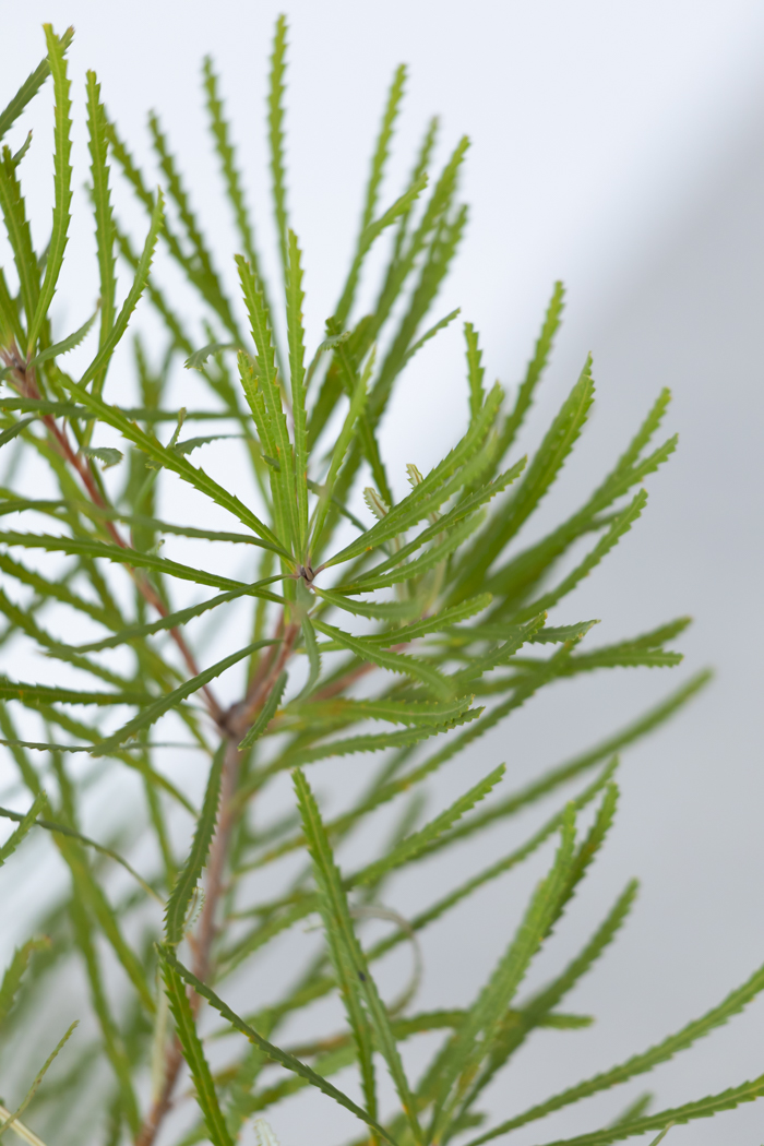 観葉植物 バンクシア ヘアピン（6号鉢）｜HanaPrime（ハナプライム）