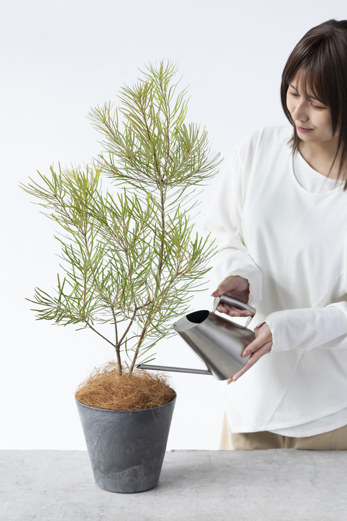 観葉植物 バンクシア ヘアピン(6号鉢)の写真10枚目