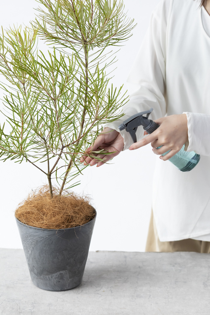 バンクシア ヘアピン　6号 バンクシア ヘアピン 6号