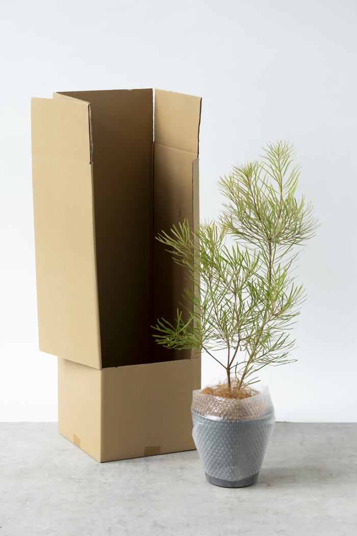 観葉植物 バンクシア ヘアピン（6号鉢）｜HanaPrime（ハナプライム）