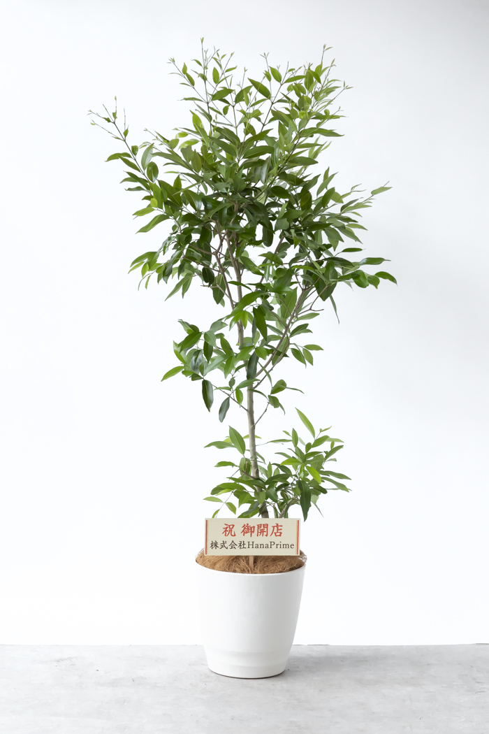 観葉植物 アマゾンオリーブ 一点もの（10号鉢）の写真2枚目